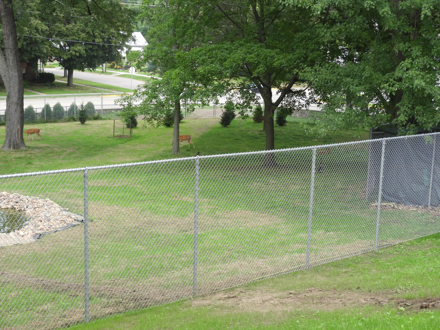 White-Tailed Deer/Tundra Swan/Canada Goose/Sandhill Crane/Bald Eagle exhibit (New in 2018) (first third) - Ochsner Park Zoo