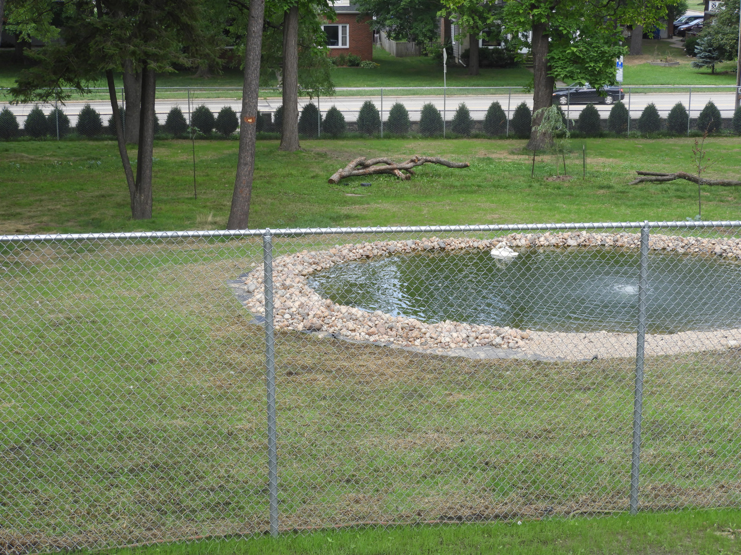 White-Tailed Deer/Tundra Swan/Canada Goose/Sandhill Crane/Bald Eagle exhibit (New in 2018) (second third) - Ochsner Park Zoo
