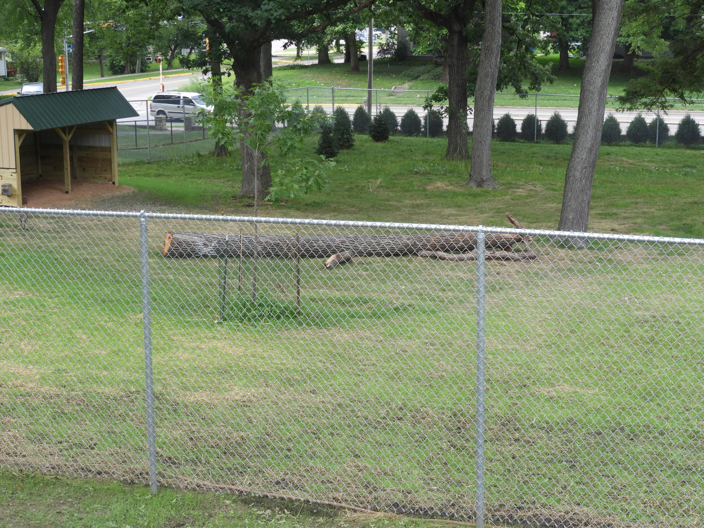 White-Tailed Deer/Tundra Swan/Canada Goose/Sandhill Crane/Bald Eagle exhibit (New in 2018) (third third) - Ochsner Park Zoo