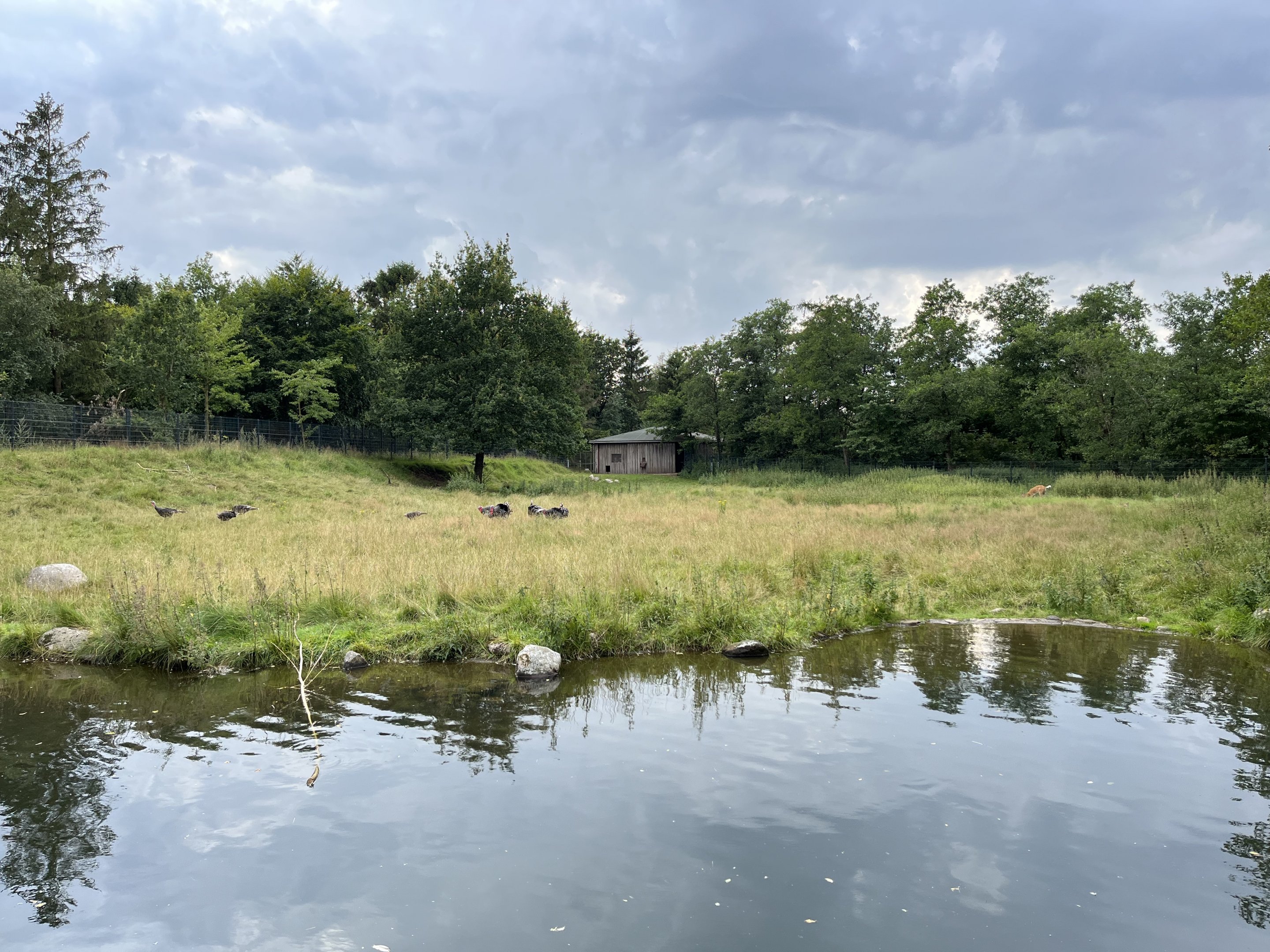 White-tailed Deer/Turkey Exhibit