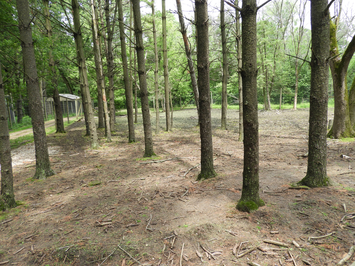 White-Tailed Deer walk-through (first half) - Wilderness Trail - Animal Gardens Petting Zoo