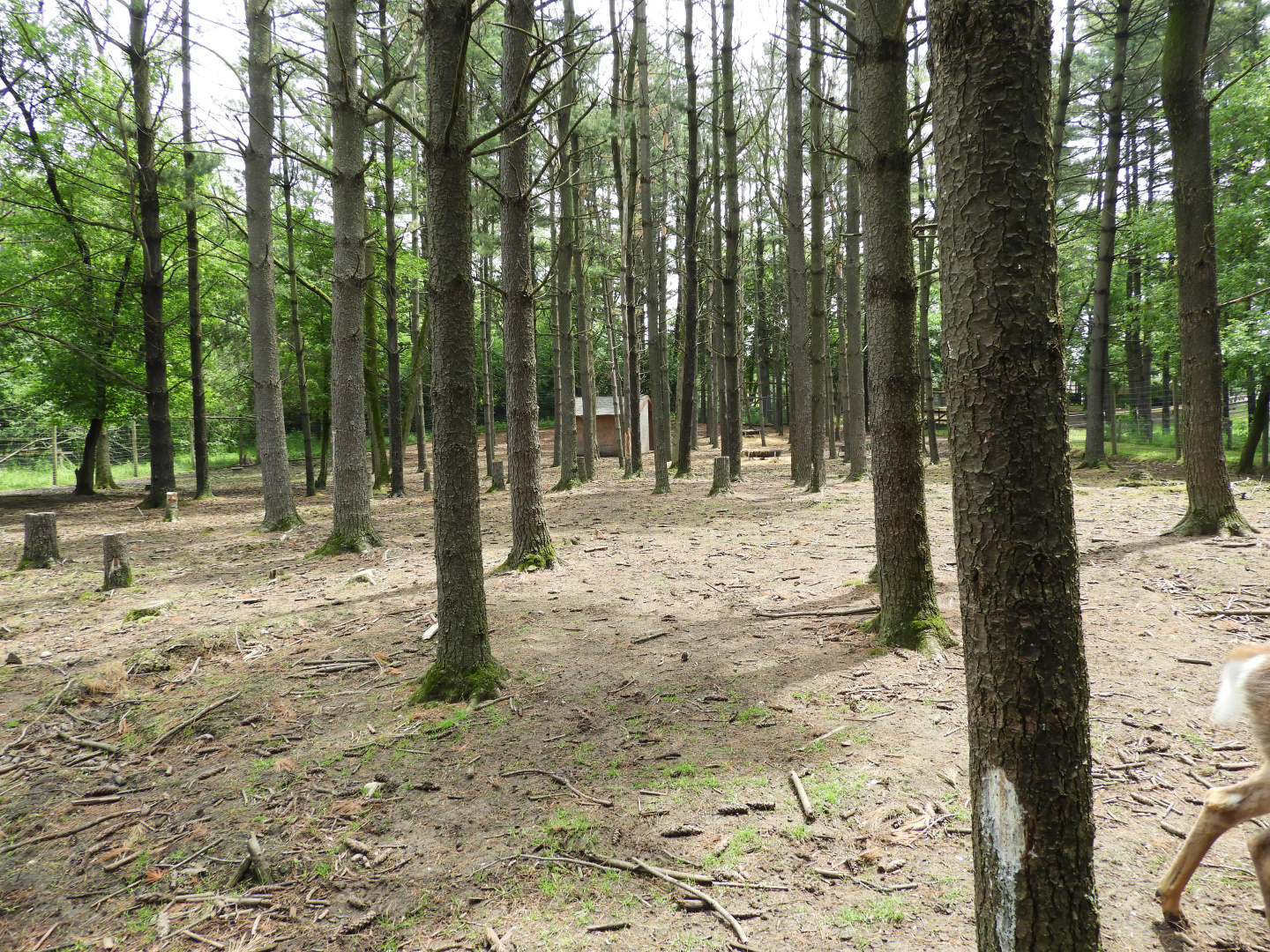 White-Tailed Deer walk-through (second half) - Wilderness Trail - Animal Gardens Petting Zoo