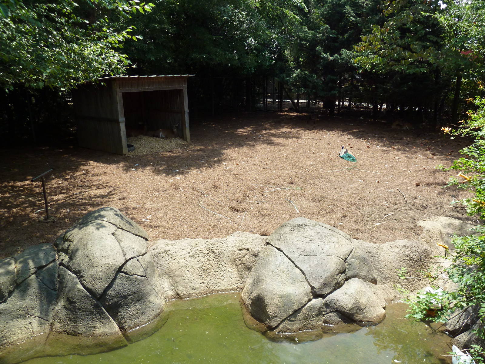 White-Tailed Deer/Wild Turkey Exhibit