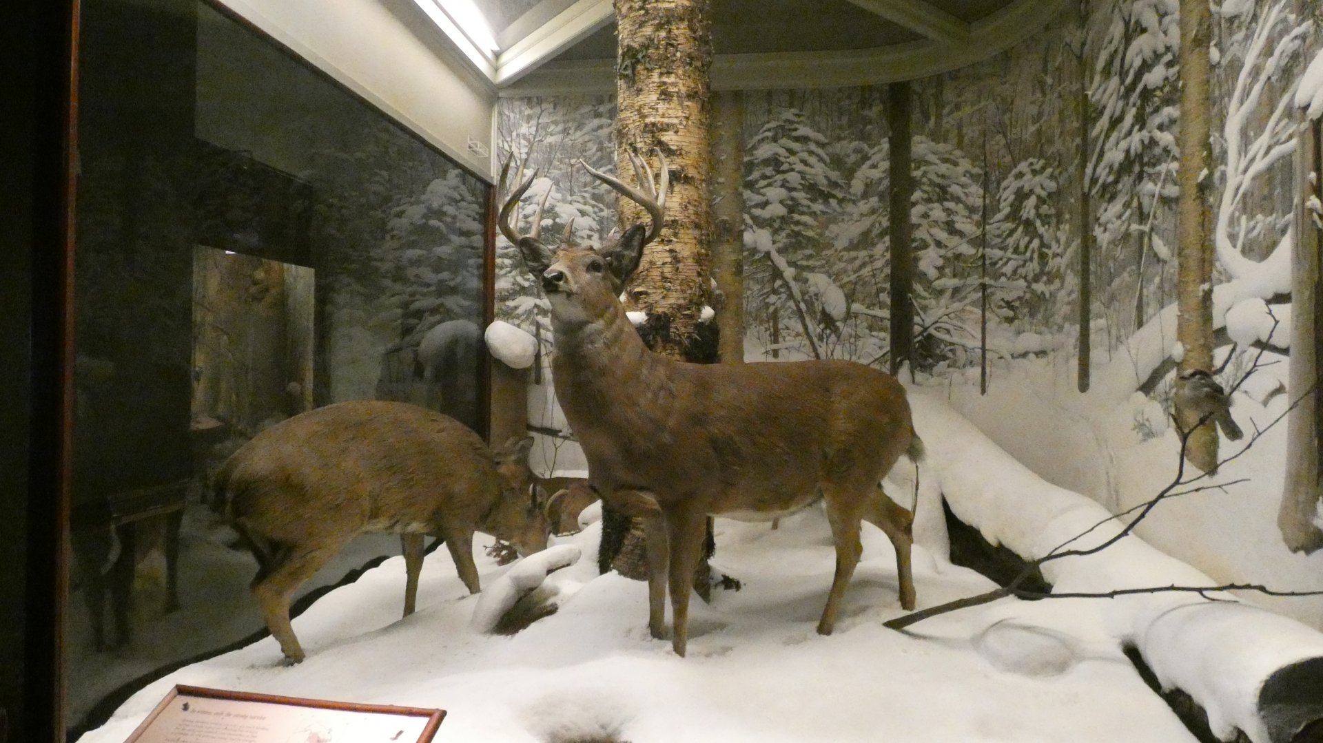 White Tailed Deer Winter Display, American Wilderness Display - Feb. 2022