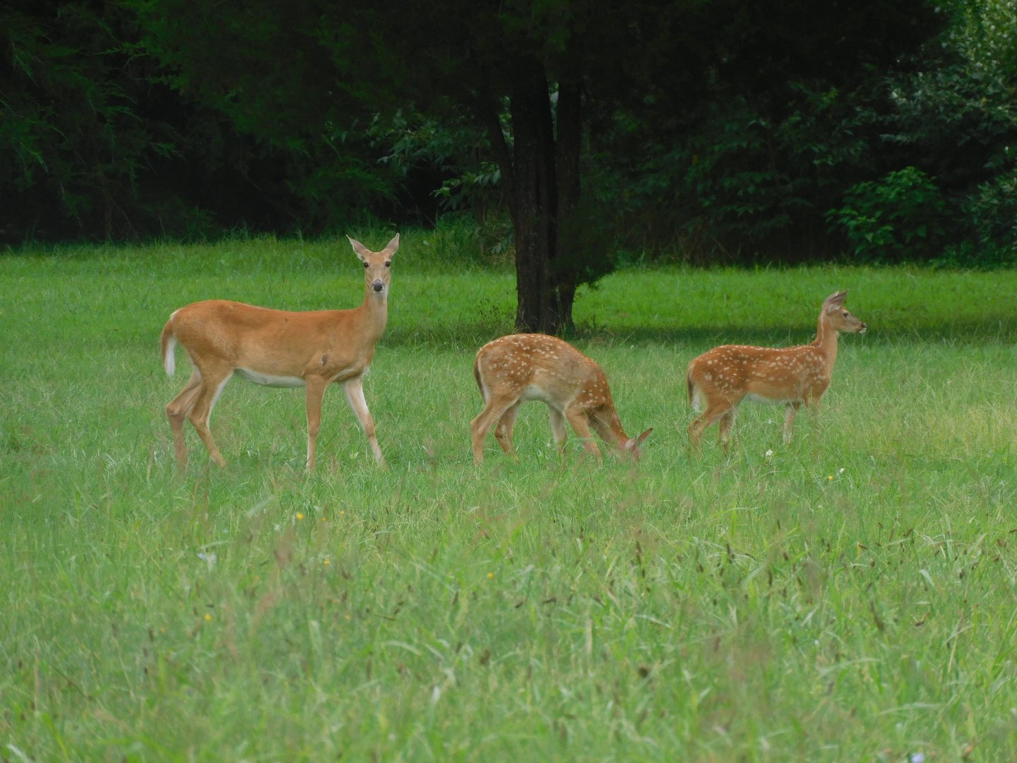 White tailed deer with fawns