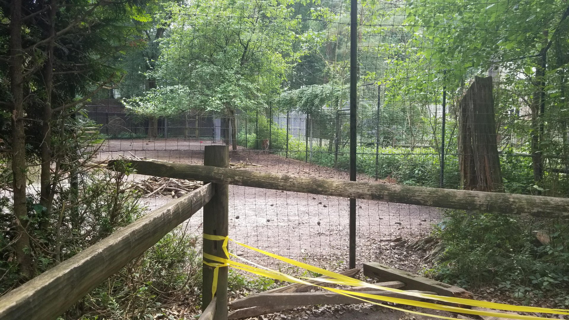 White-tailed deer yard