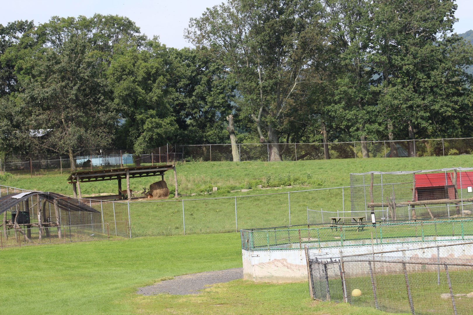 White-Tailed Deer Yard