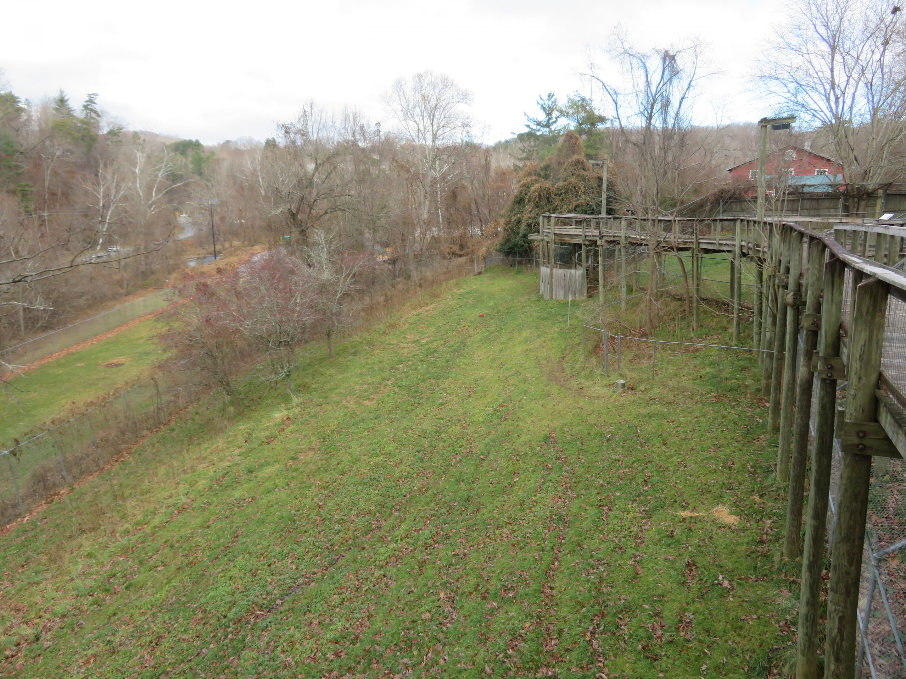 White-tailed Deer Yard