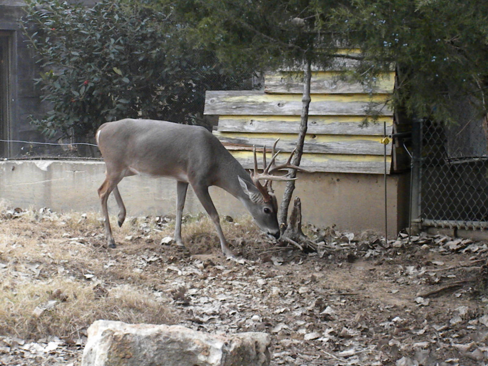 White-Tailed Deer