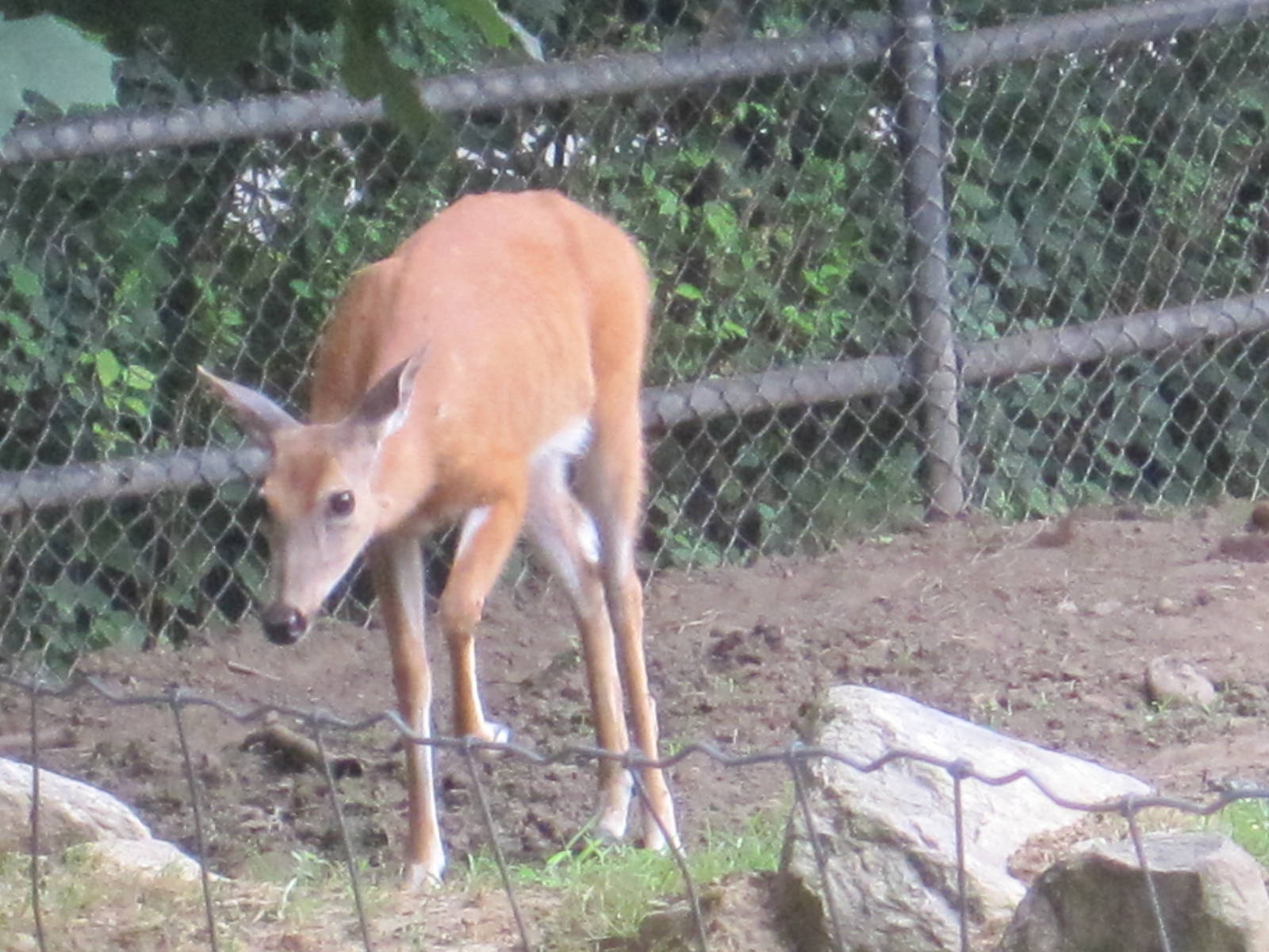 White-Tailed Deer