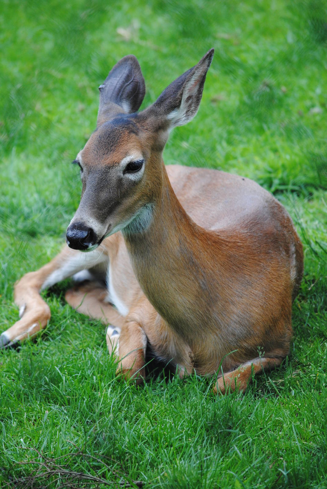 White-tailed Deer