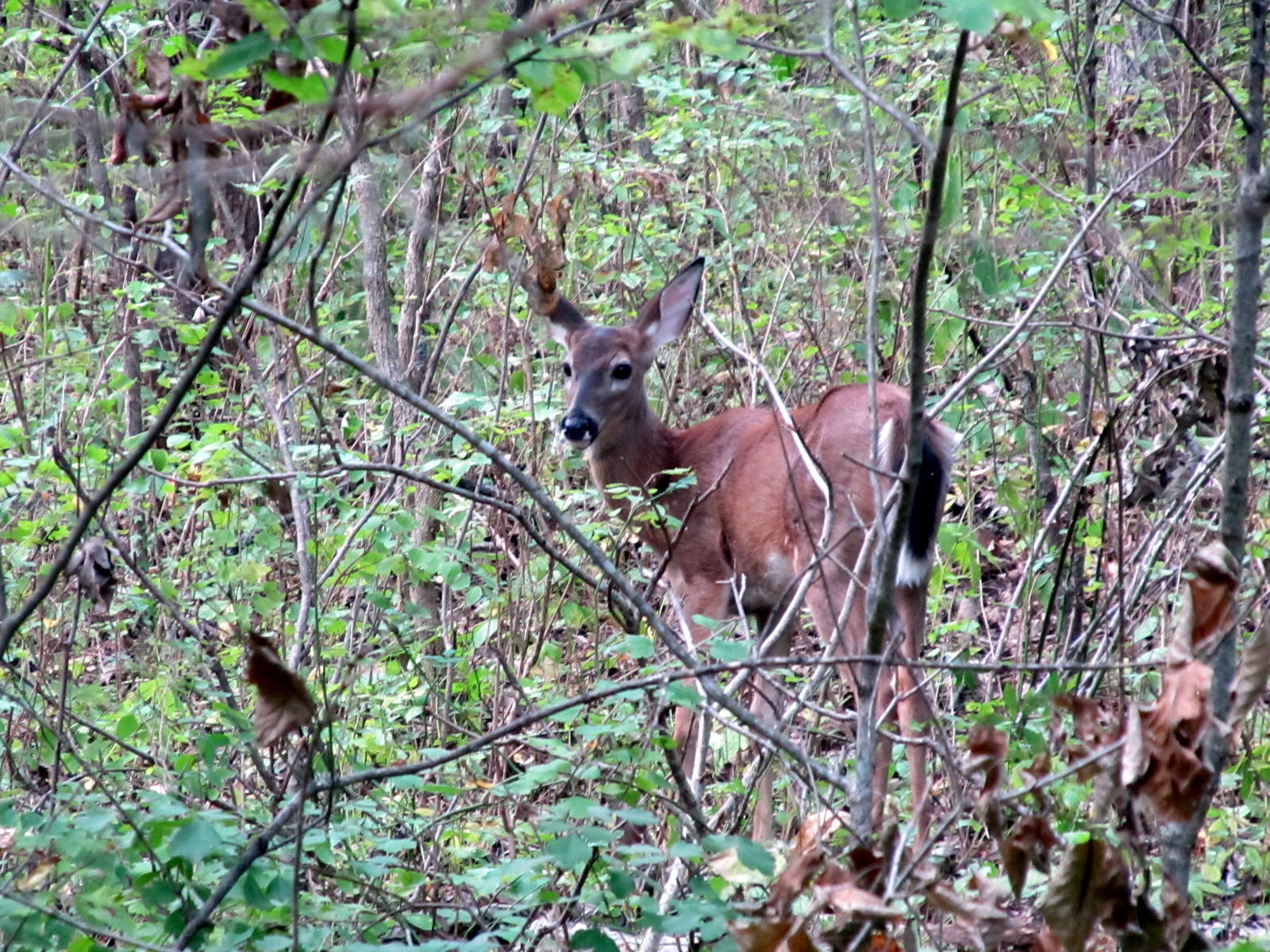 White-tailed Deer
