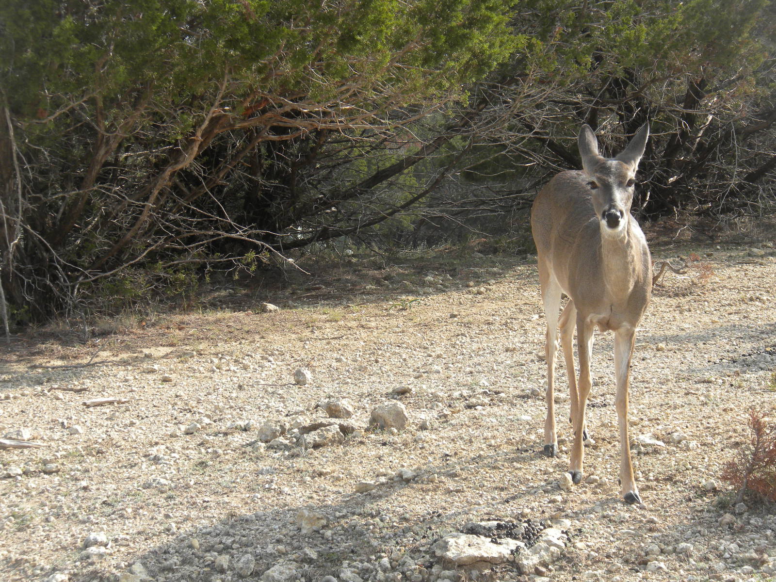 White-Tailed Deer