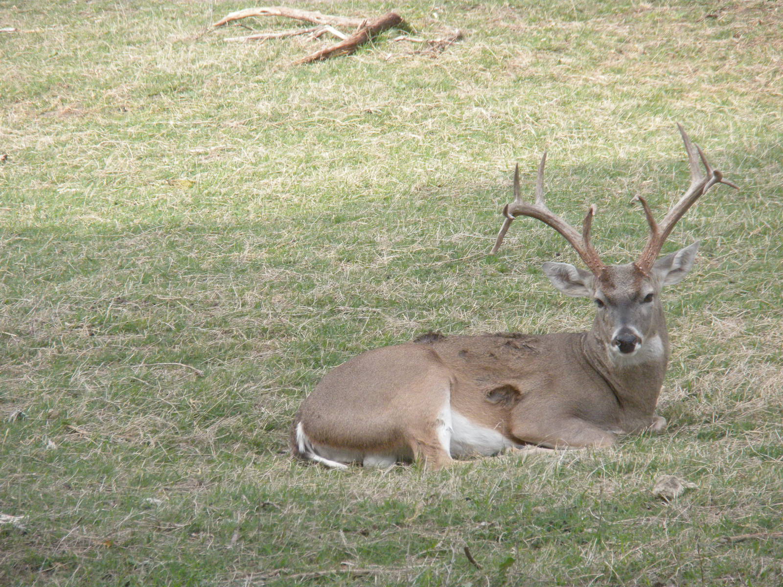 White-Tailed Deer