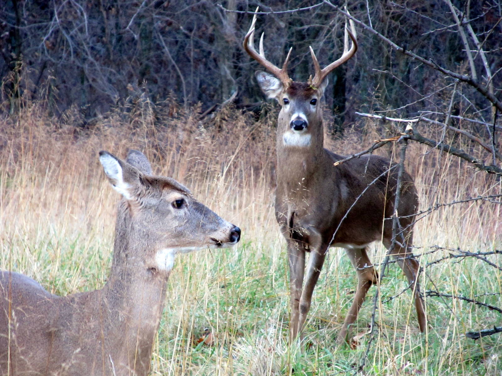 White-tailed Deer