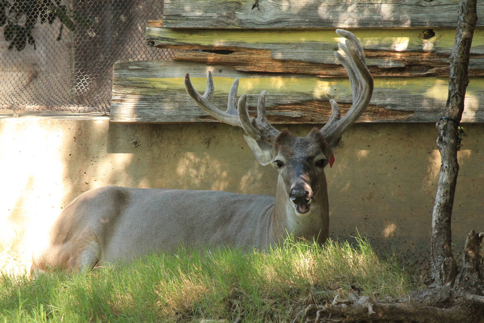White-Tailed Deer