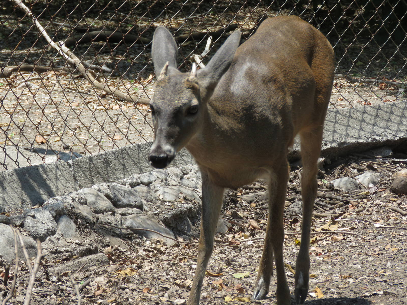 White-tailed deer