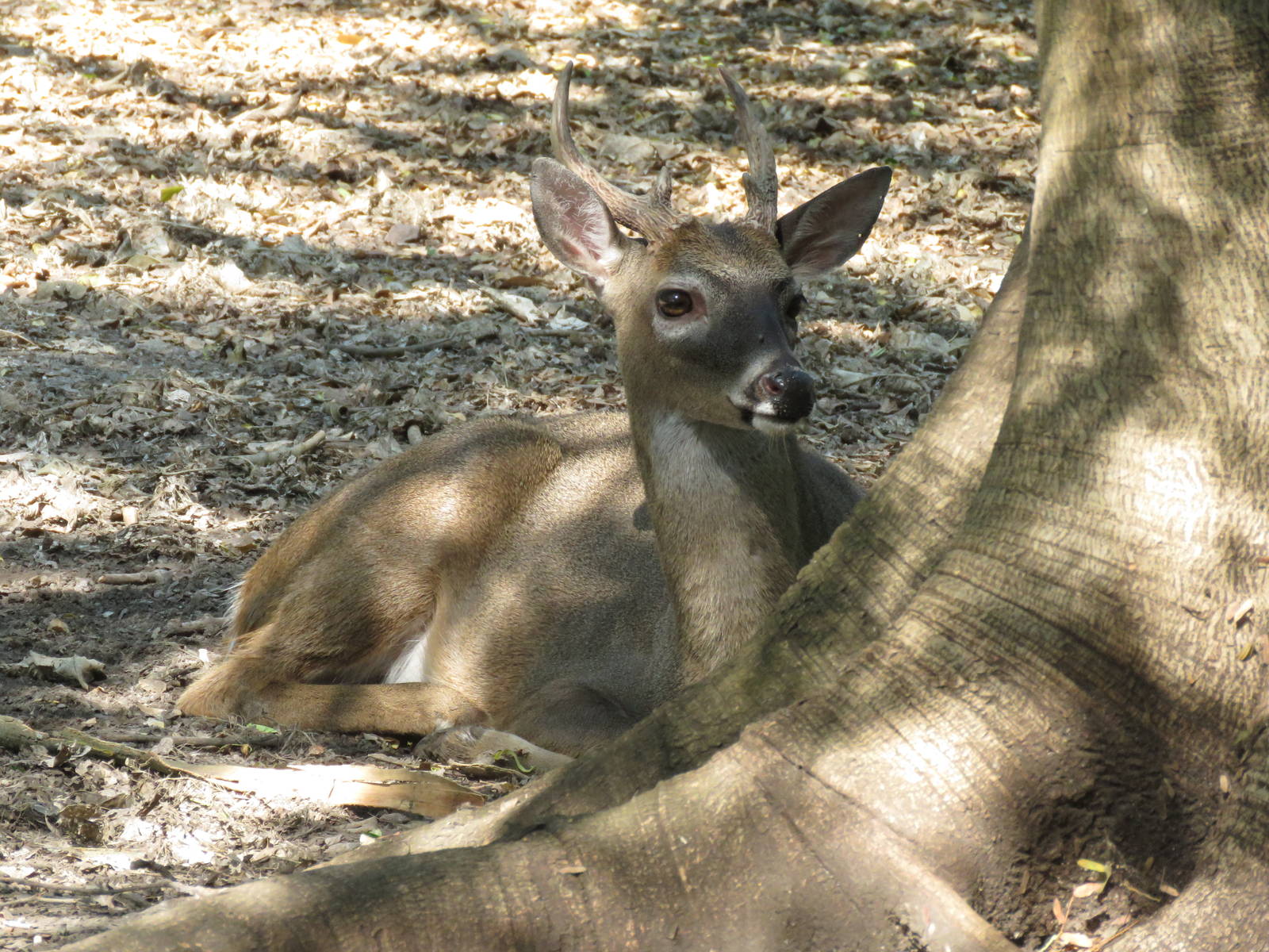 White-tailed deer