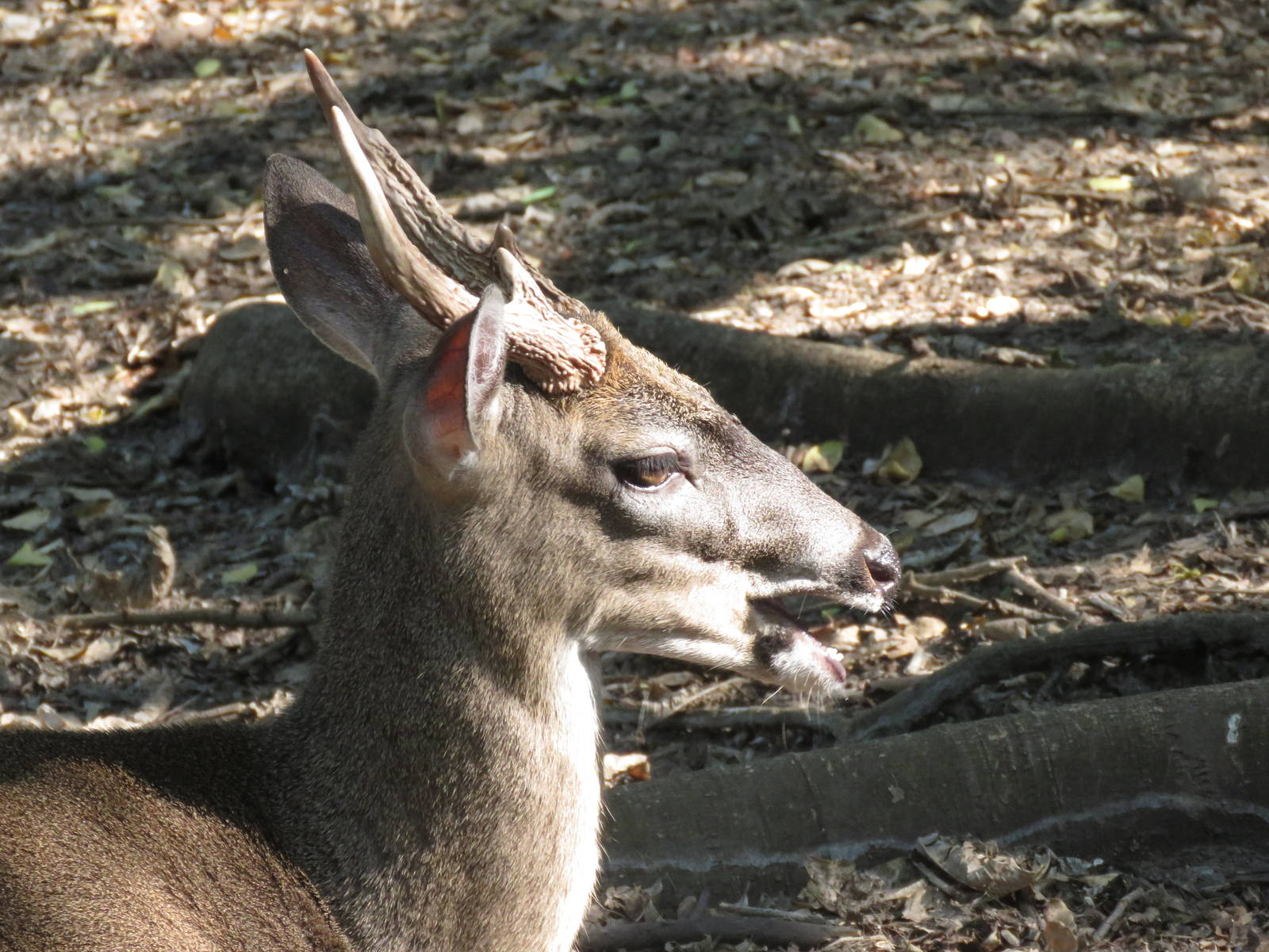 White-tailed deer