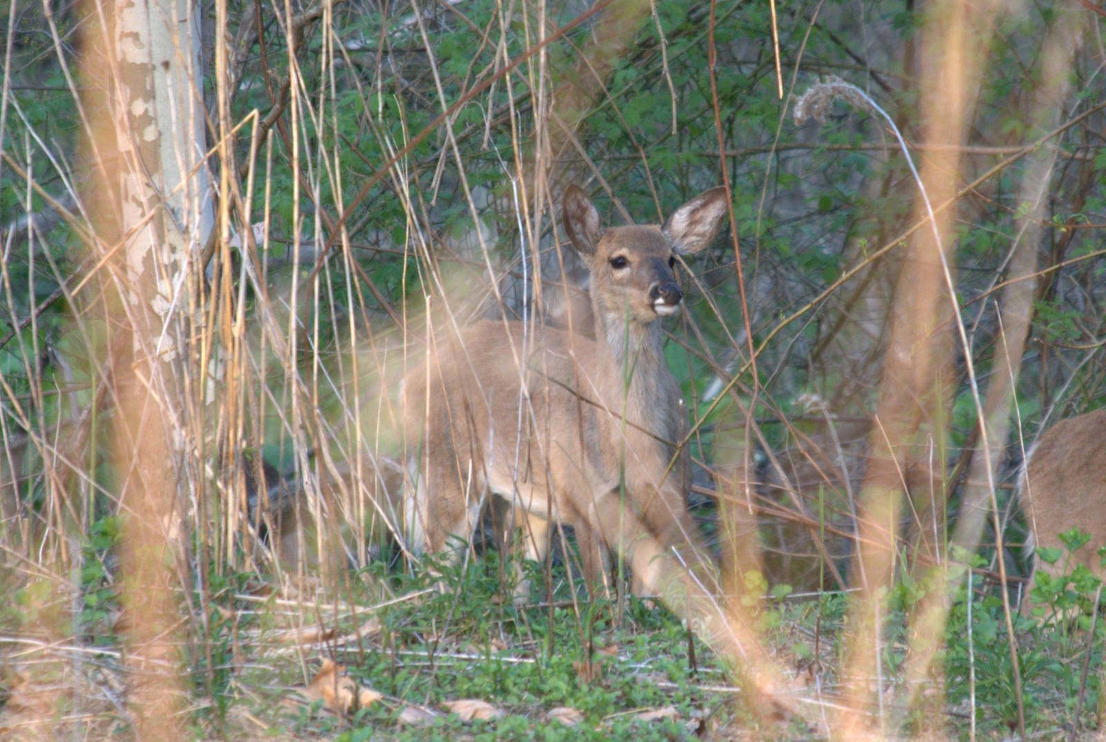 White tailed deer