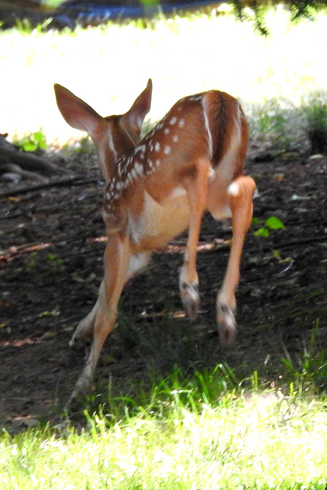White Tailed Deer