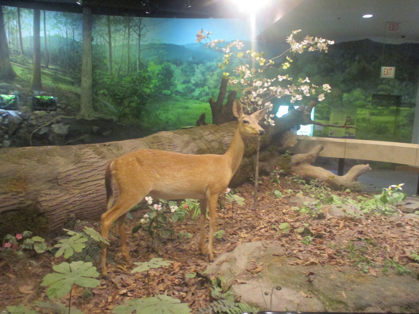 White-tailed deer
