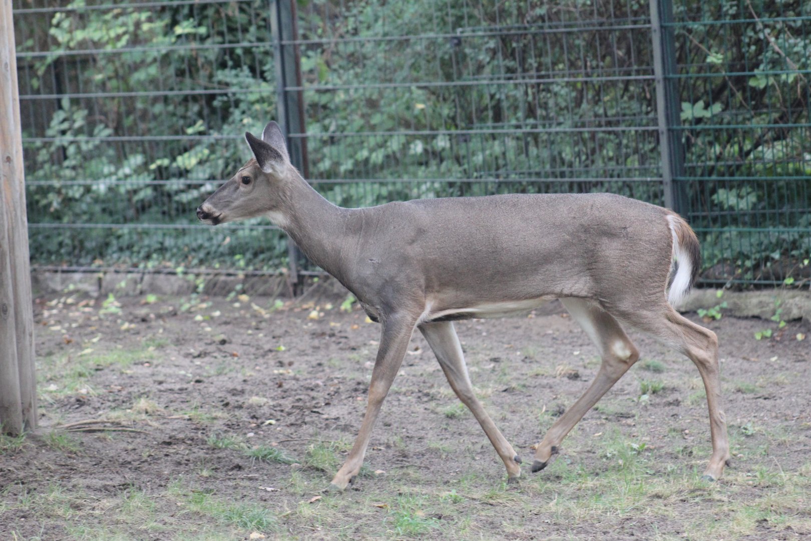 White-Tailed Deer