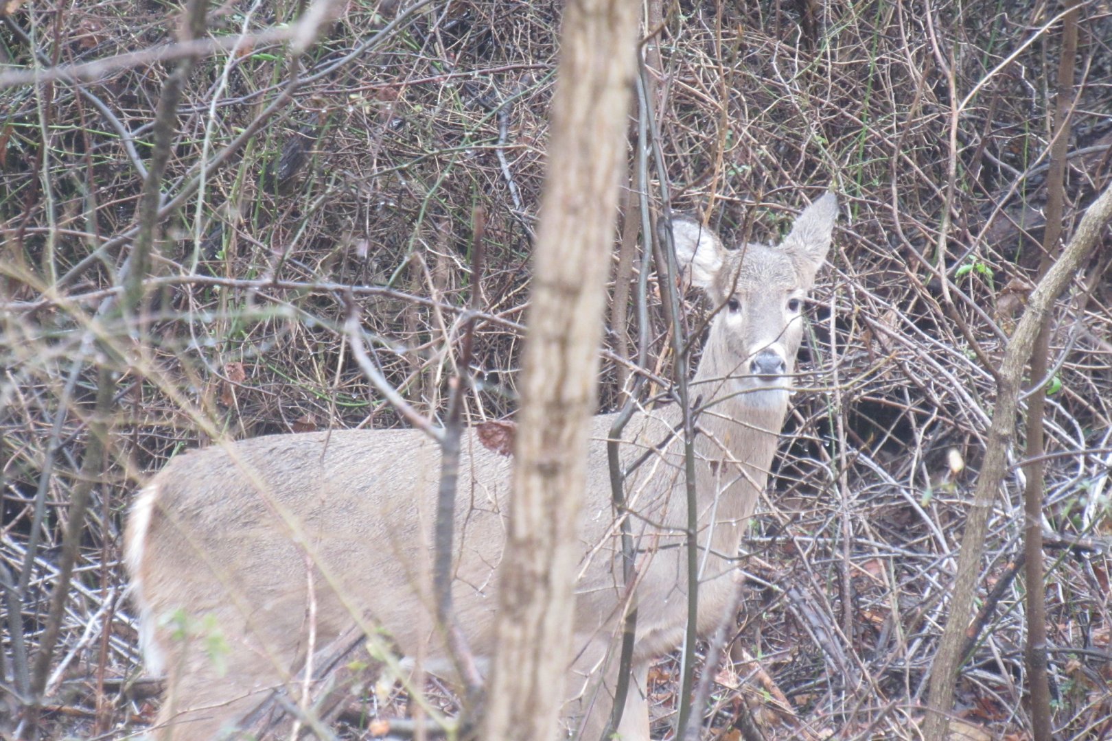 white tailed deer
