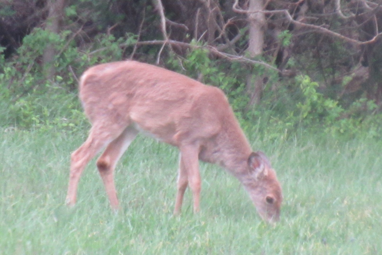 white tailed deer