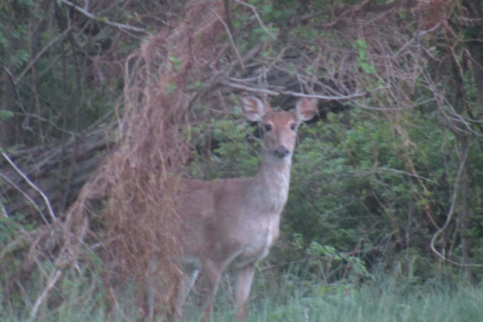 white tailed deer