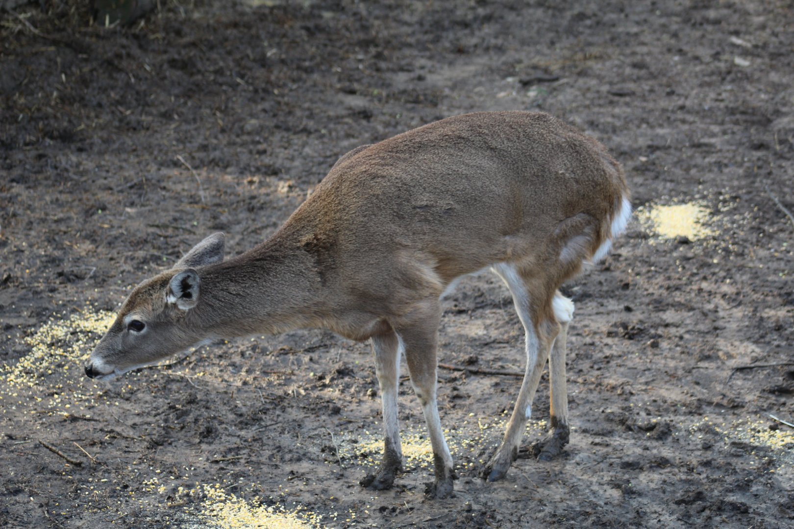 White-Tailed Deer