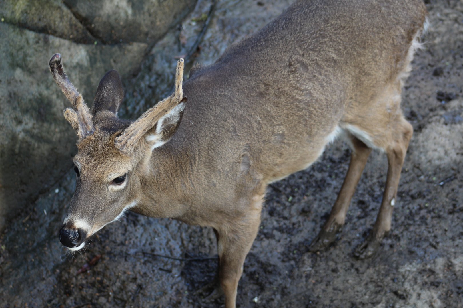 White-Tailed Deer