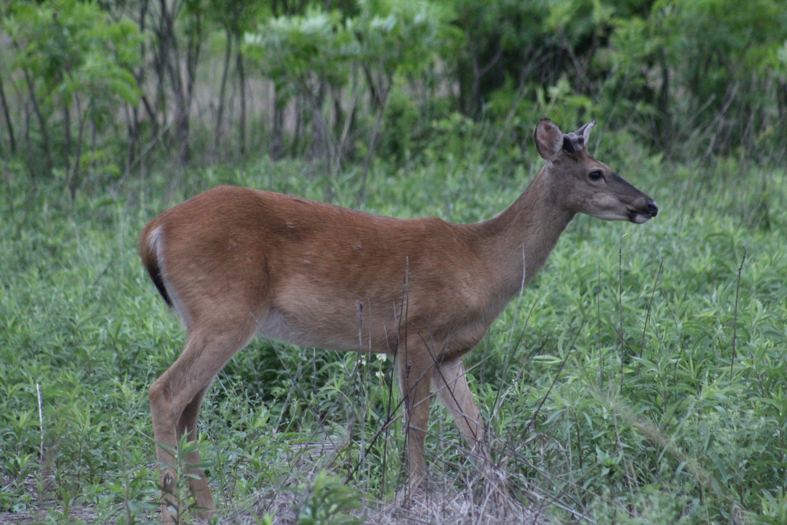 White-Tailed Deer