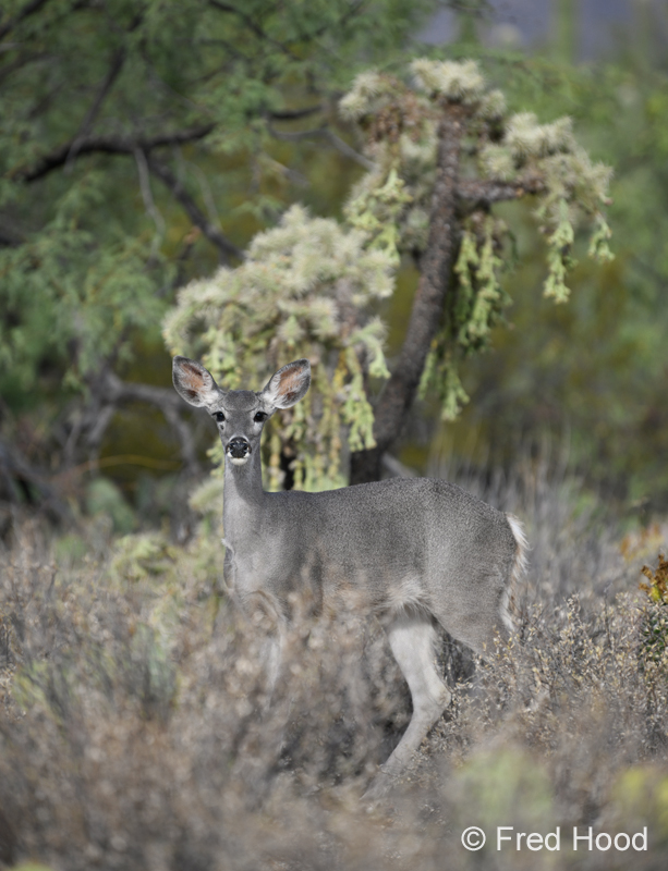 white tailed deer