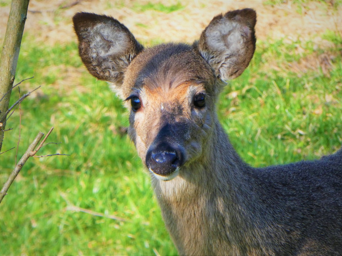 White-tailed Deer