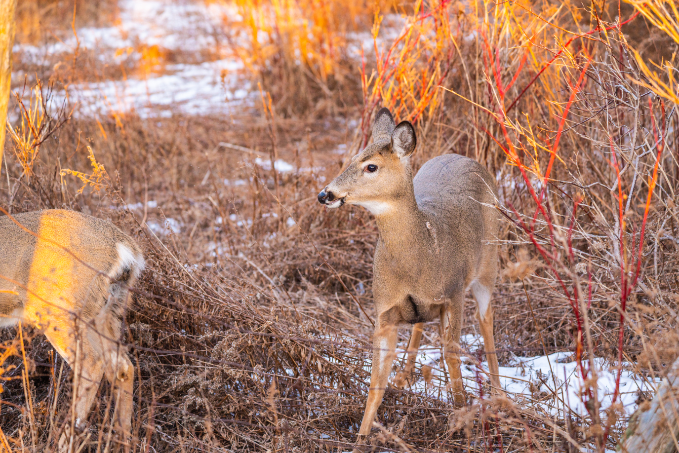 White-tailed Deer