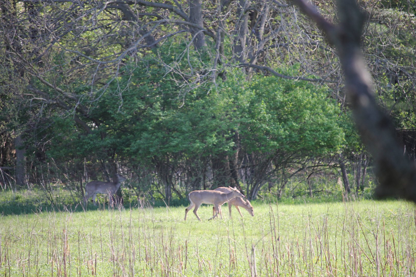 White-Tailed Deer