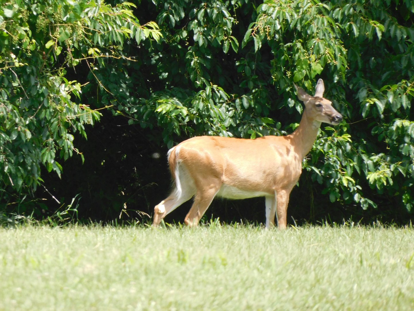White tailed deer