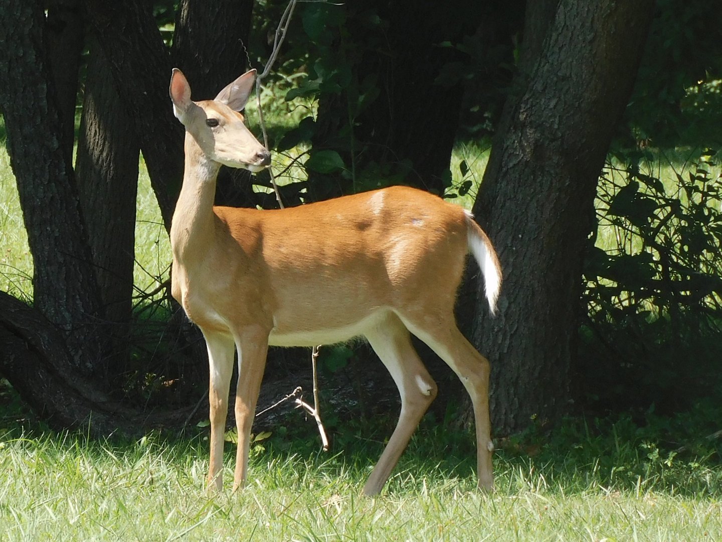 White tailed deer