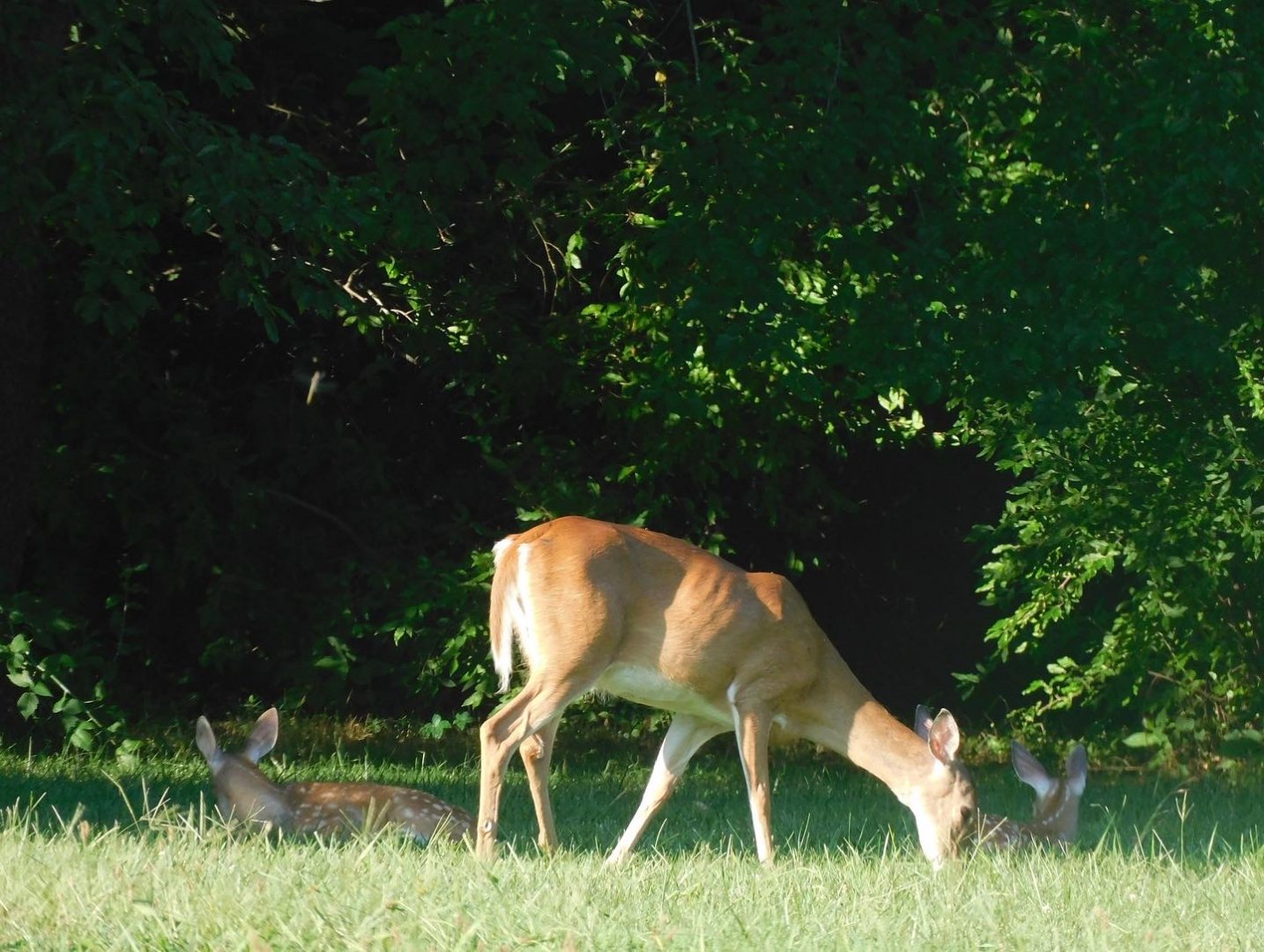 White tailed deer