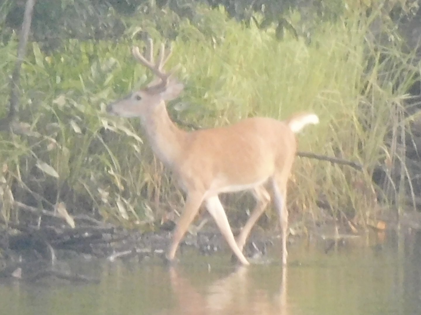 White tailed deer