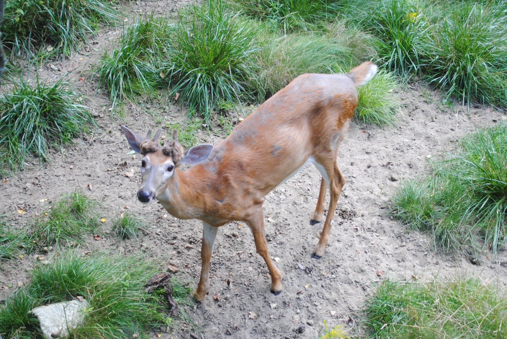 White-tailed Deer