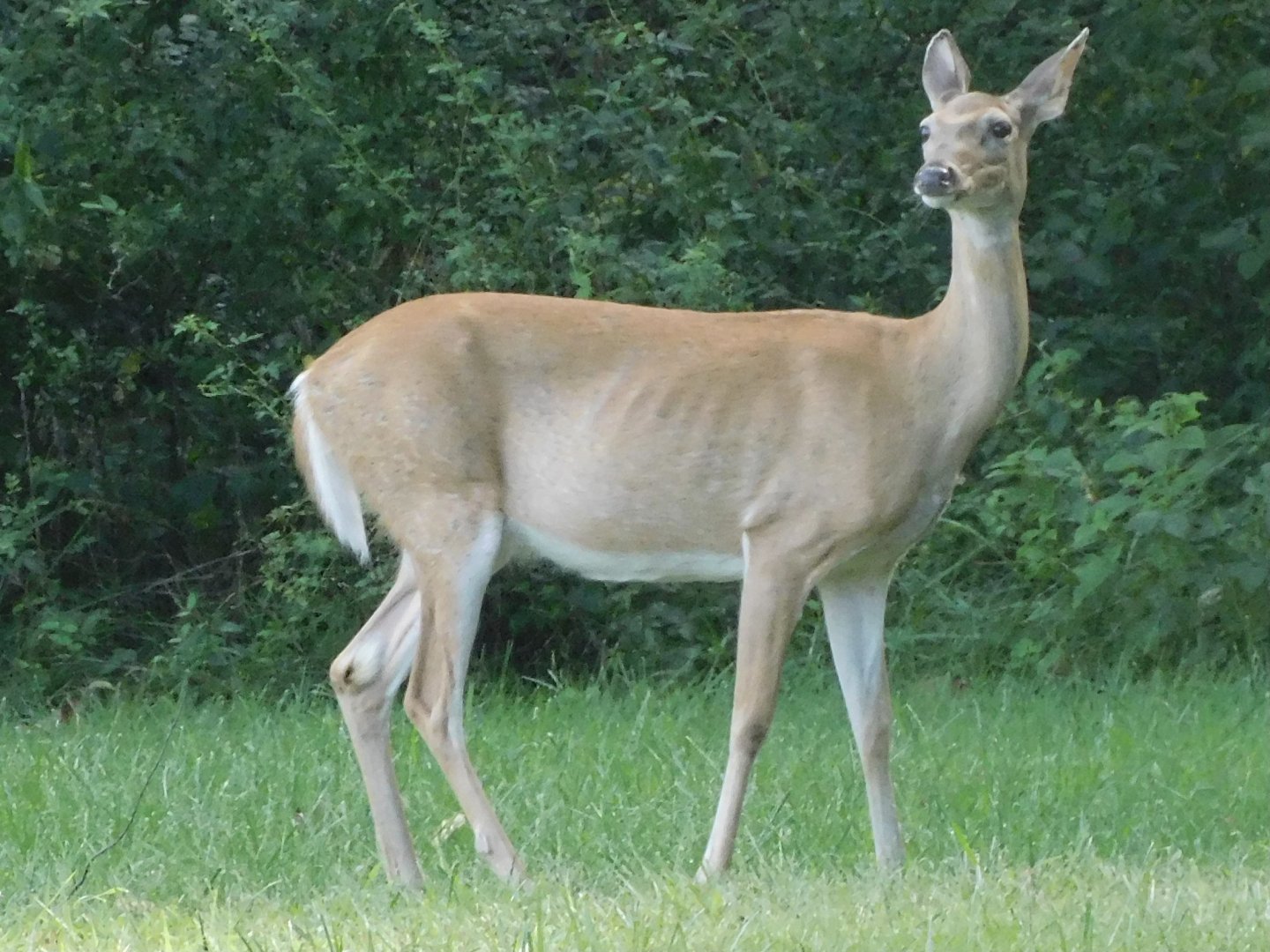 White tailed deer