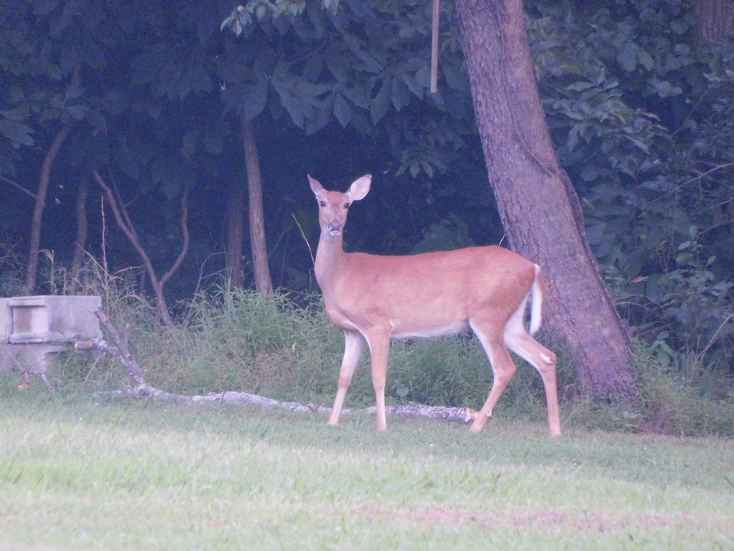 White tailed deer