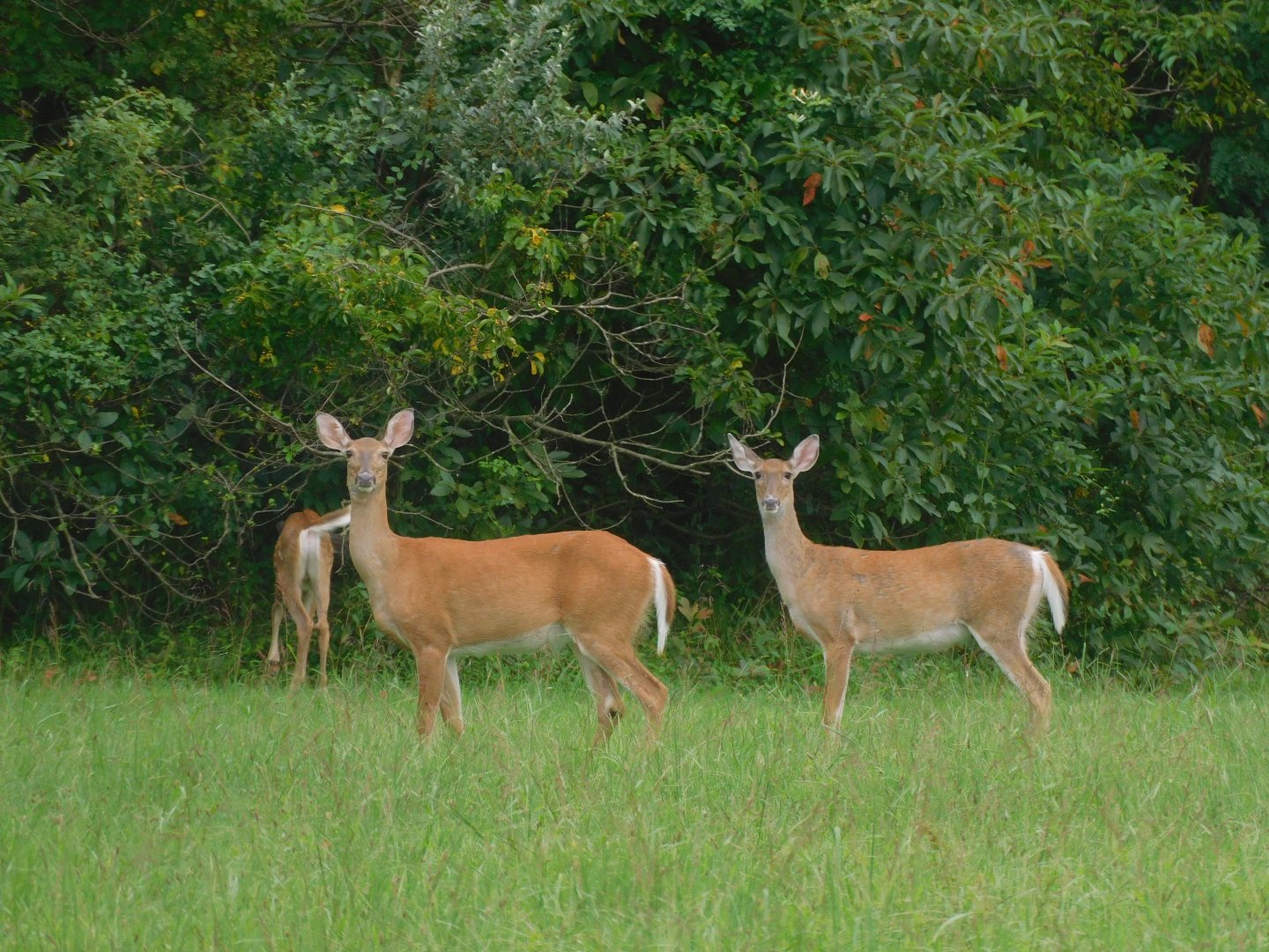 White tailed deer