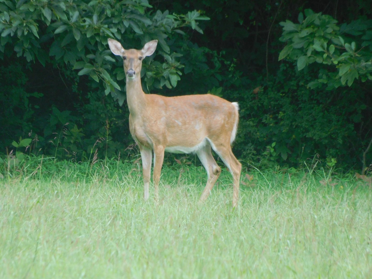 White tailed deer