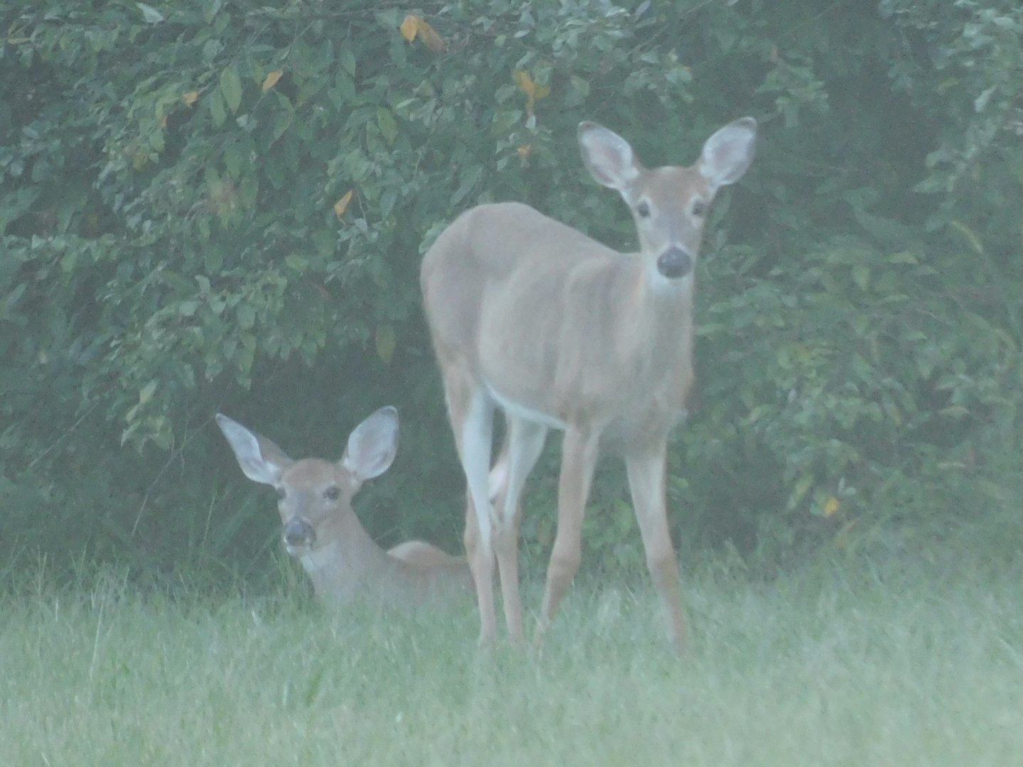 White tailed deer
