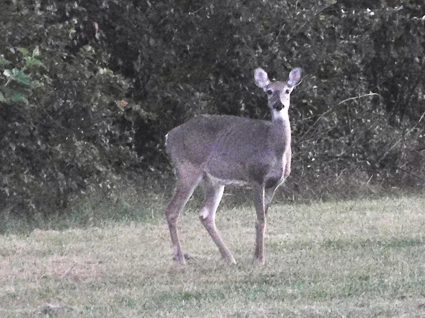 White tailed deer