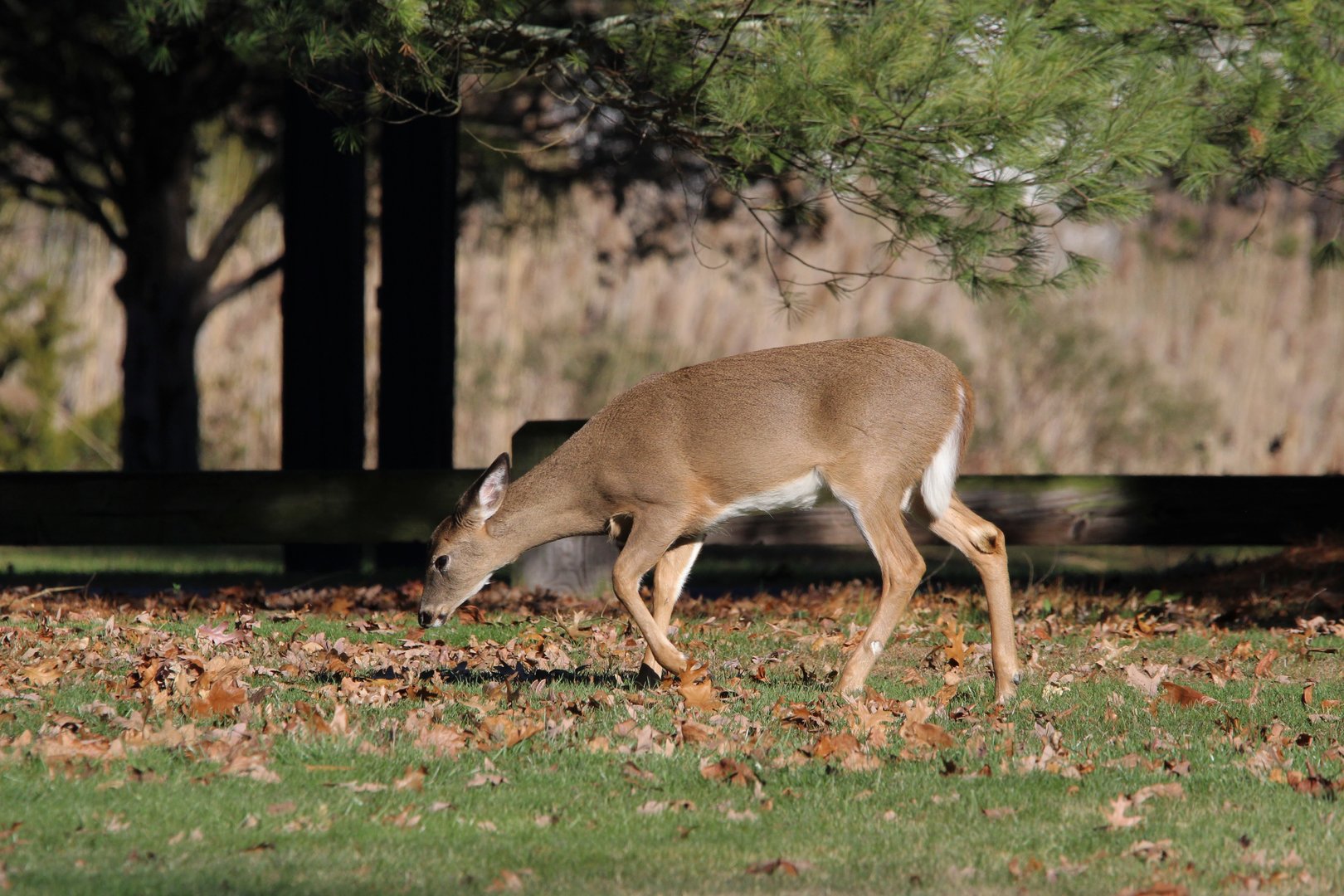 White-Tailed Deer