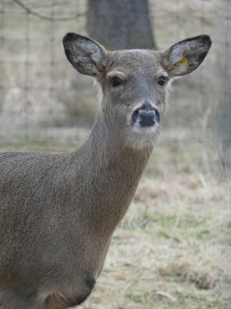 White-tailed deer